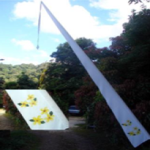 Frangipanni-5